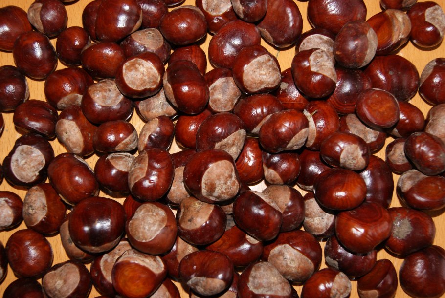 Орех маньчжурский (Juglans nigra l.)