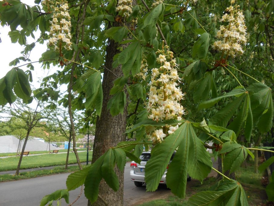 Каштан конский плоды