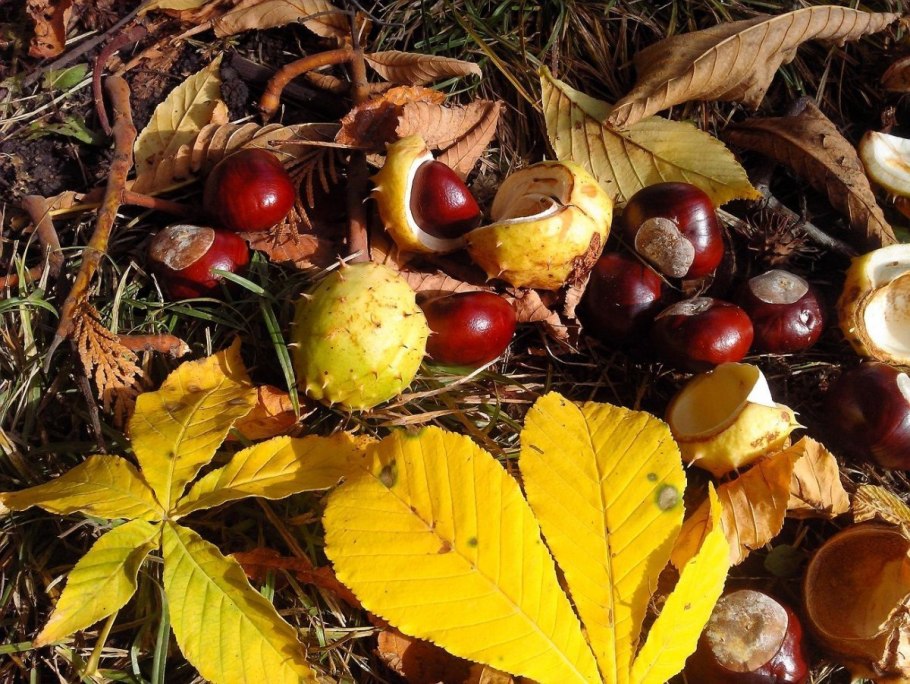 Каштан Сибирский дерево