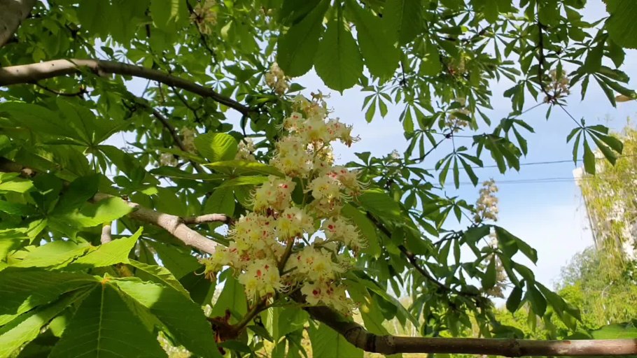 Конский каштан гладколистный