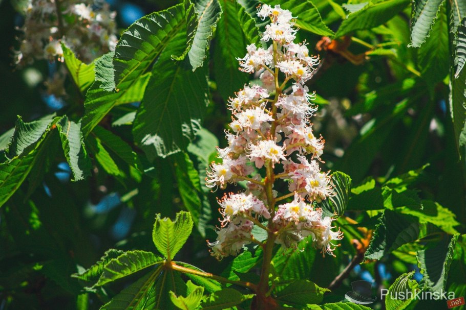 Каштан подстриженный