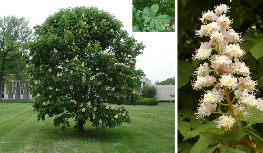 Каштан конский «Fastigiata»