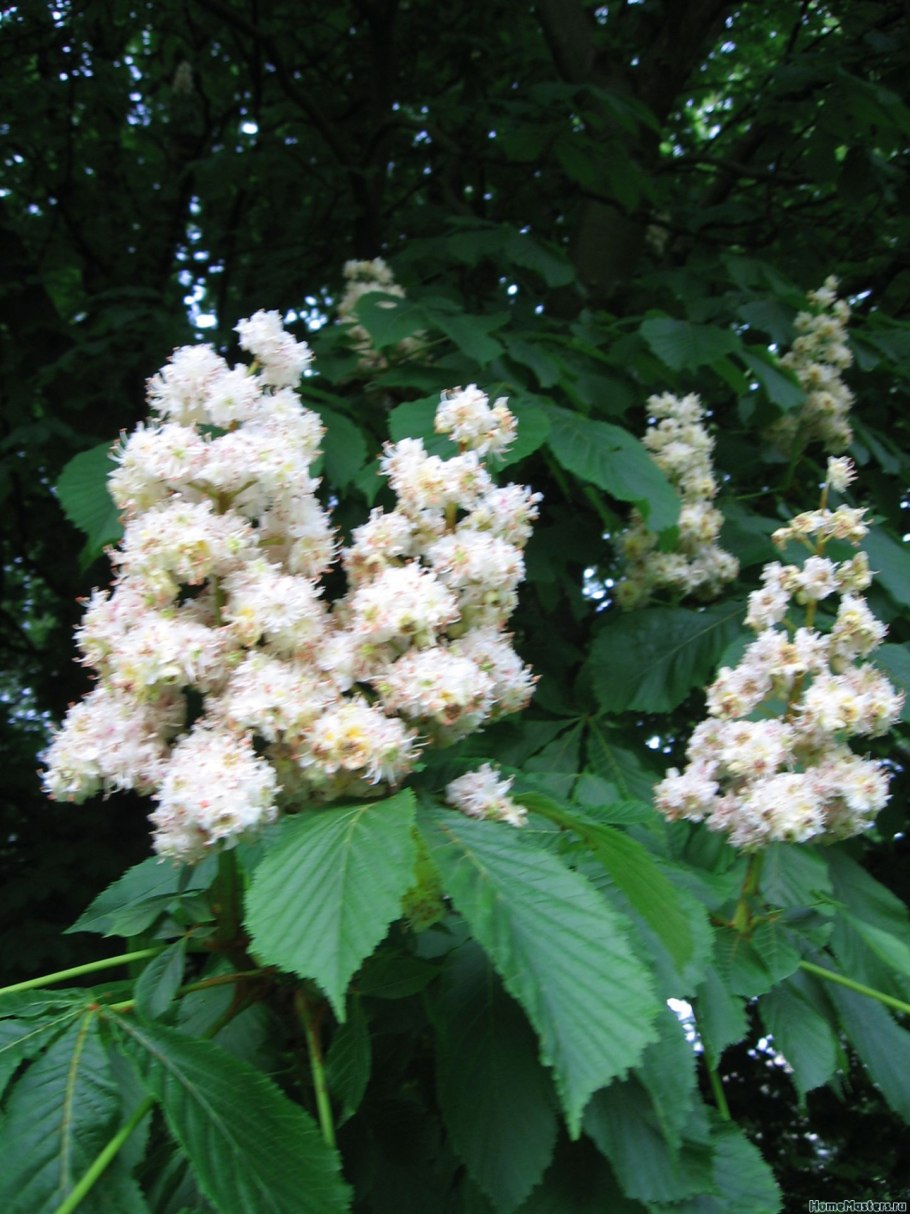 Sweet Chestnut дерево