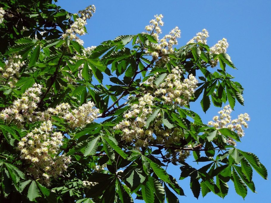 Каштан конский в Сибири