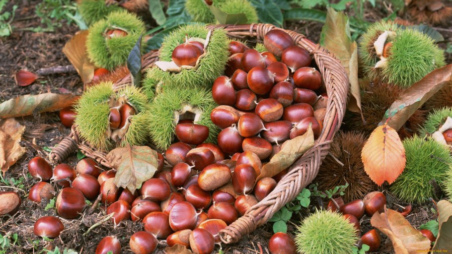 Каштан конский (Aesculus)