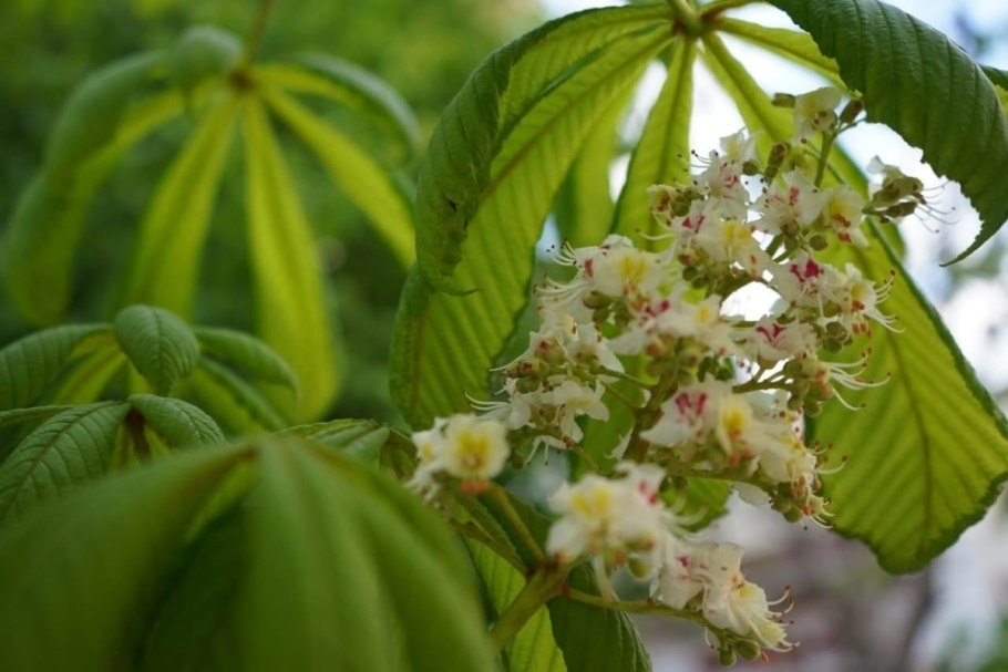 Каштан Сибирский