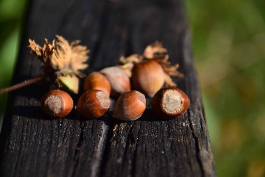 Корзина каштанов