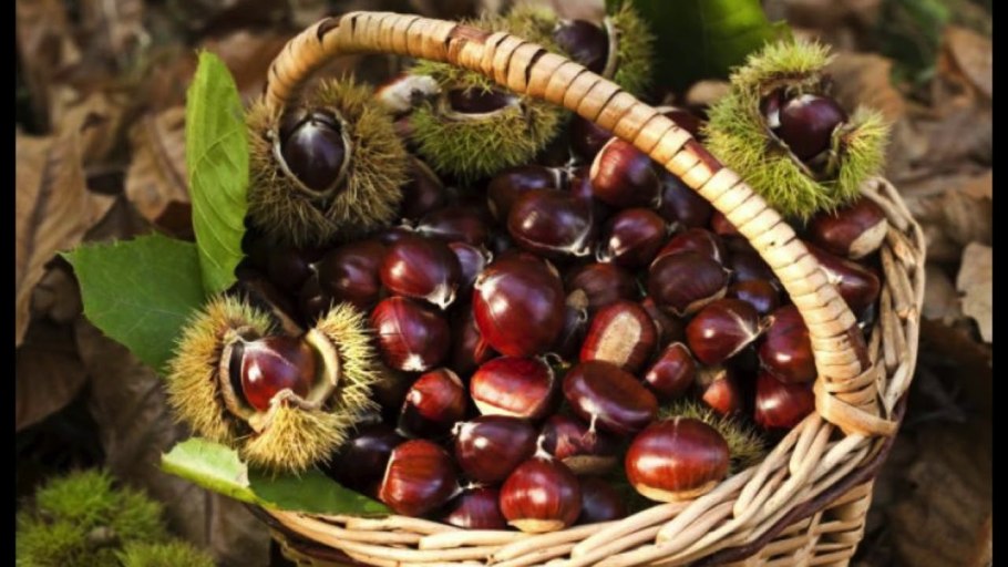 Каштан конский орех