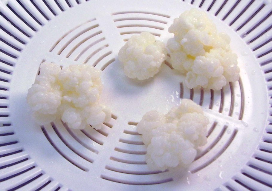 Кордицепс китайский на гусенице