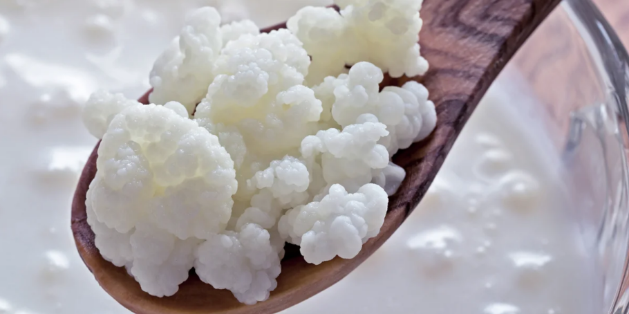 Гриб кефирный молочный