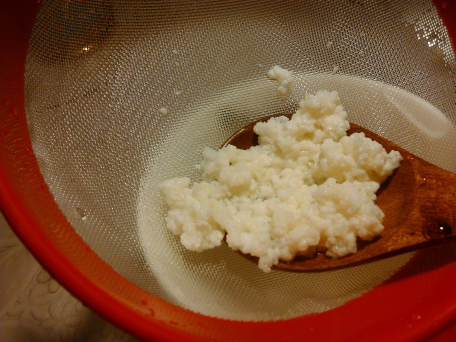 Кефировые грибные зерна