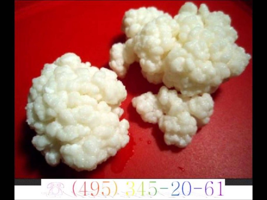 Тибетский кефирный гриб