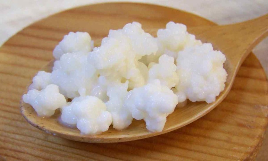 Кефирные зерна