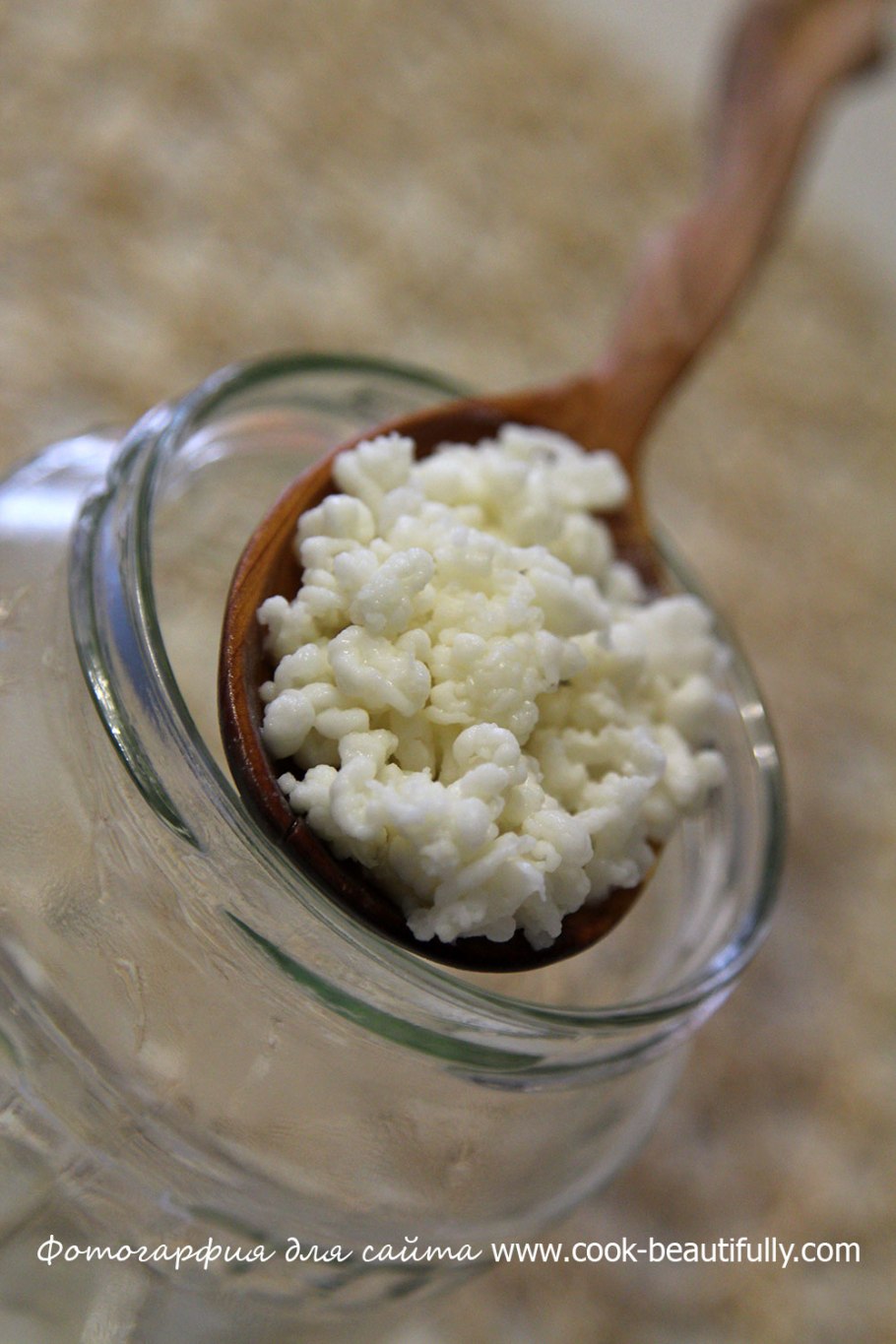 Кефирный гриб пробиотик