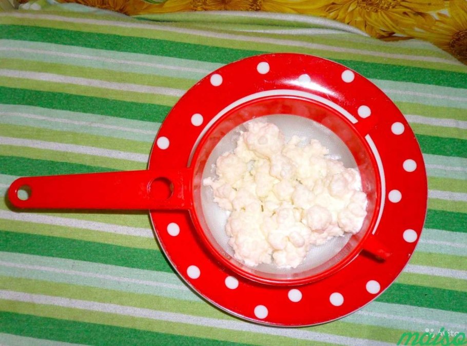 Тибетский молочный гриб