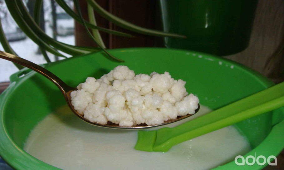 Кефирные зерна