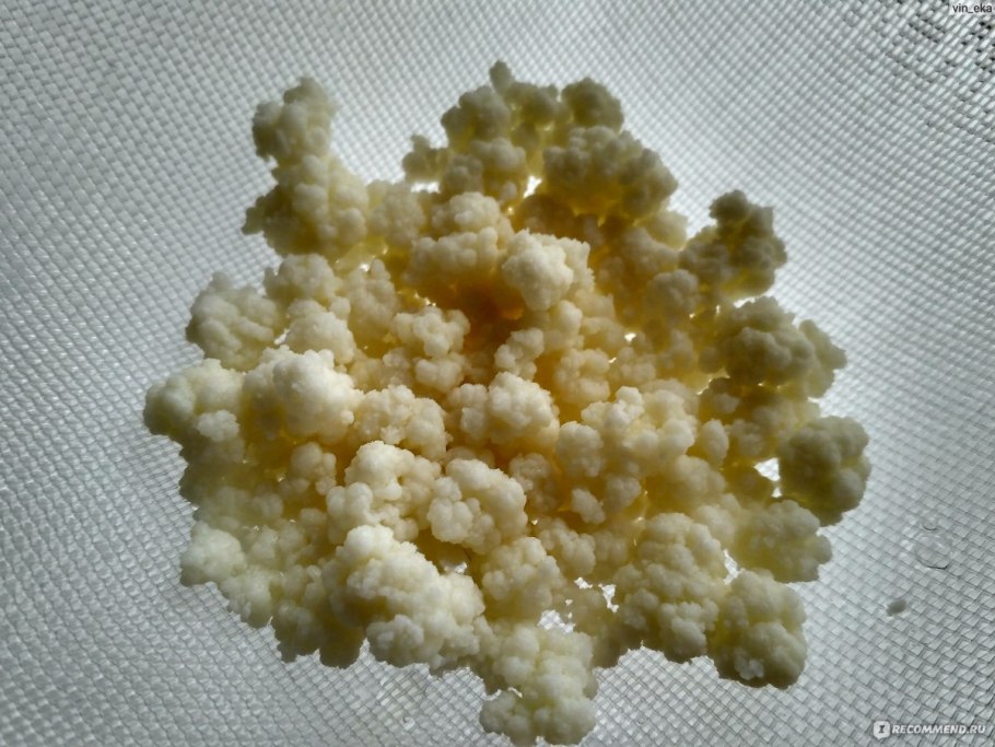 Здоровый кефирный гриб