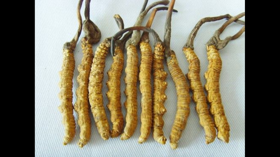 Кефирные дрожжи