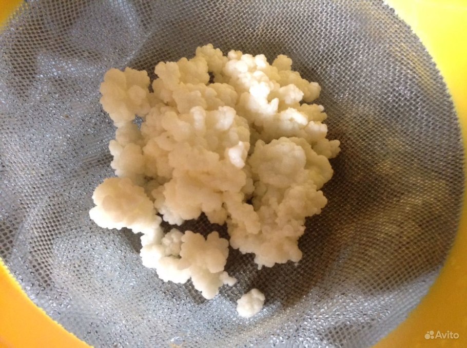 Молочный гриб зеленый