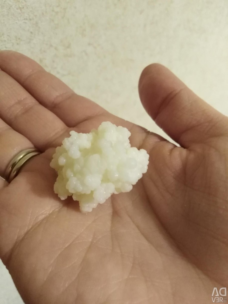 Кефирные грибки производители