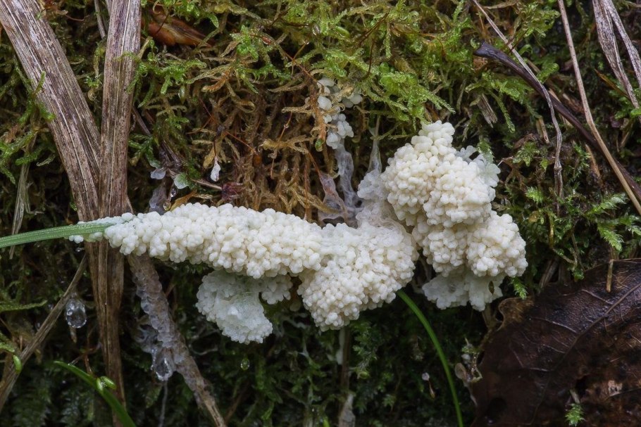 Mucilago crustacea гриб