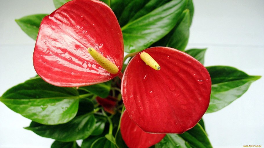 Антуриум Bouquet Cherry