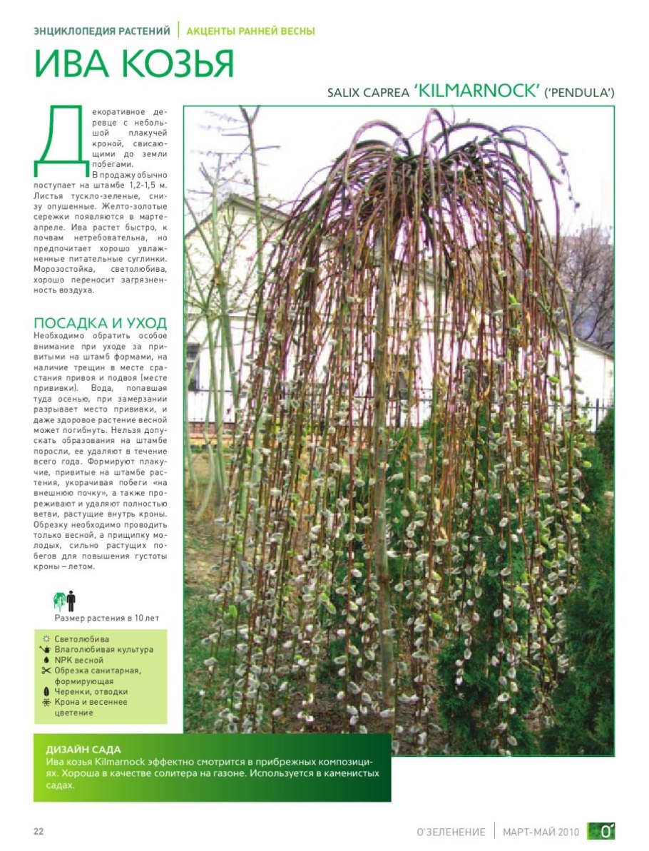 Формировка ивы Матсудана