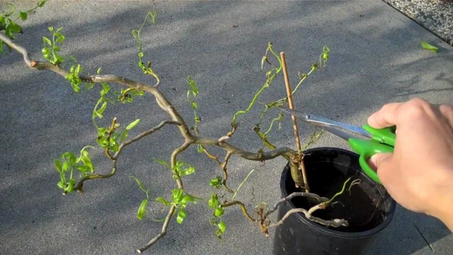Черенкование ивы в воде