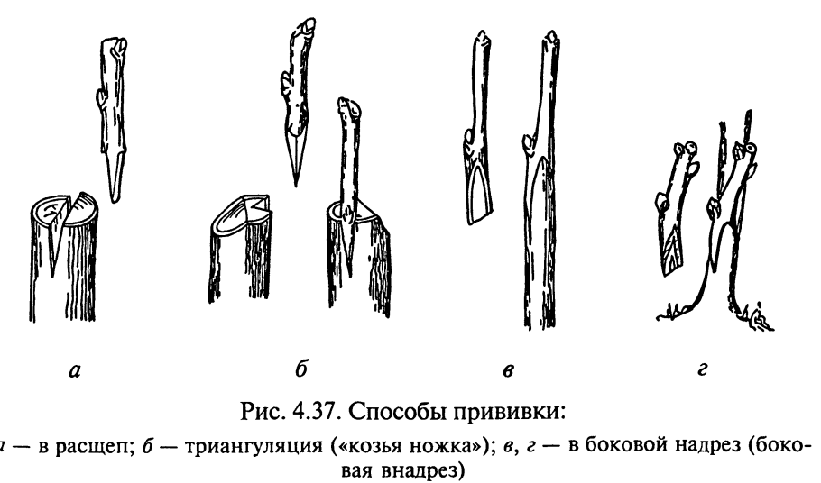 Окулировка ивы козьей
