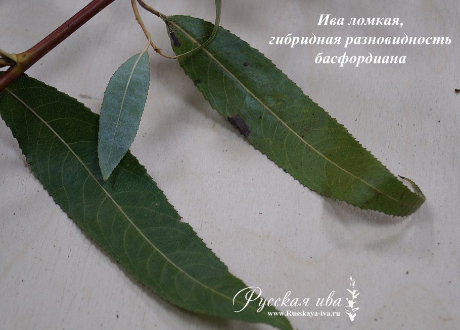 Болезни ивы ломкой