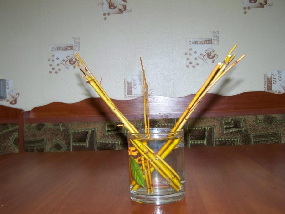 Черенкование плакучей ивы