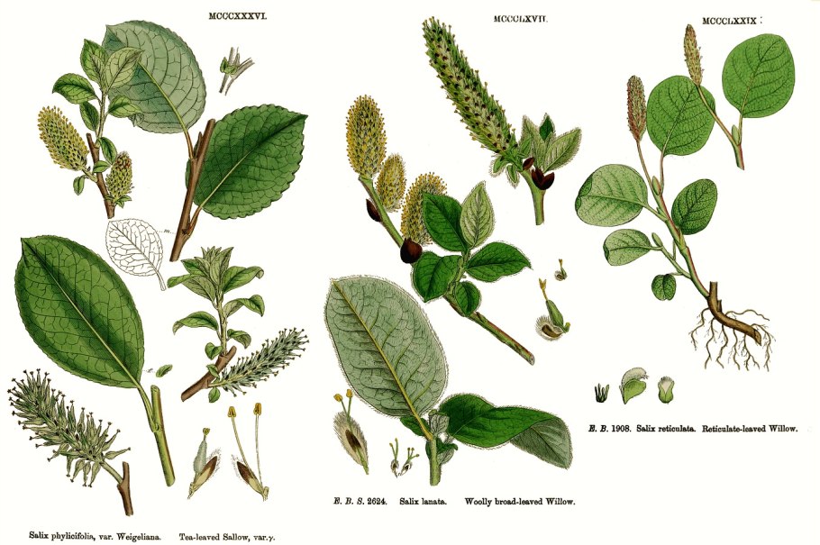 Ива пурпурная Salix purpurea usni