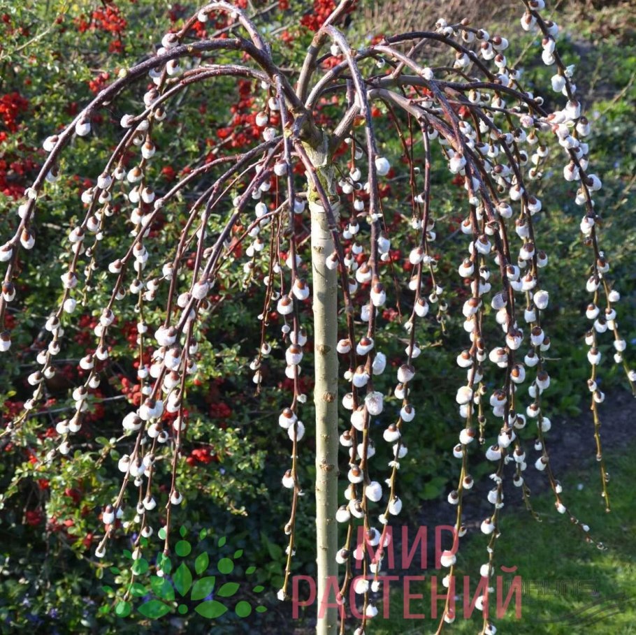 Ива Ледебура Пендула