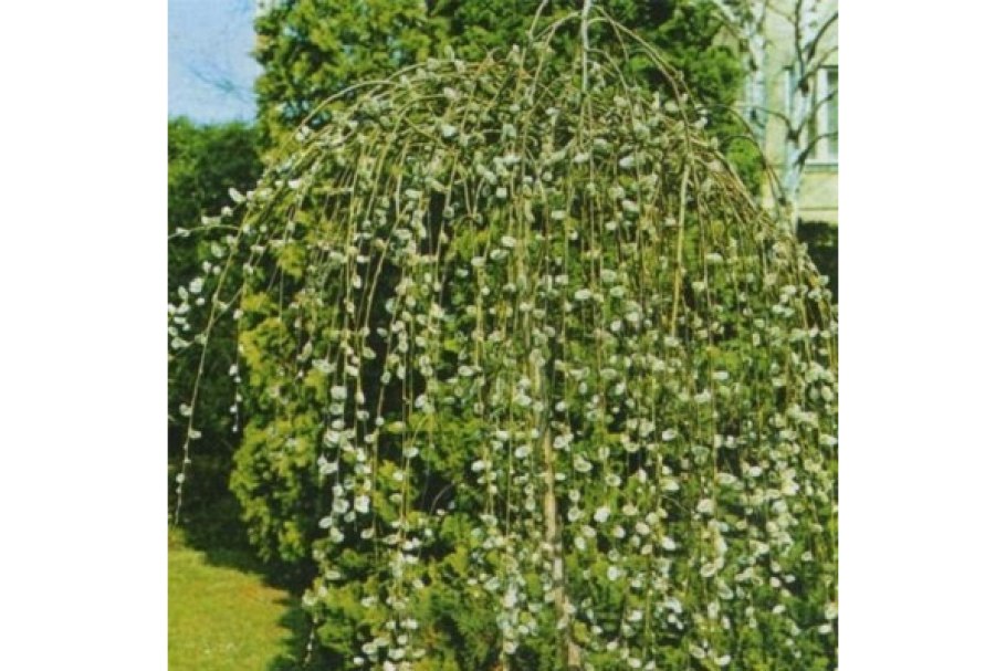 Лиственница Пендула