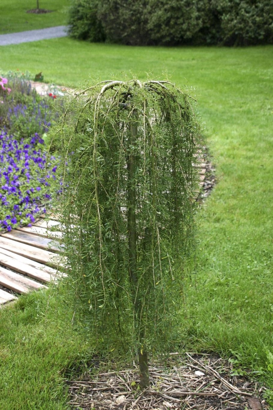 Береза штамбовая плакучая