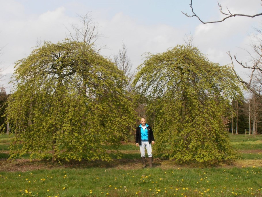 Лиственница японская Пендула