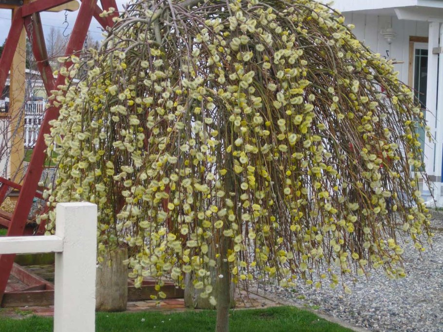 Шелковица плакучая Пендула