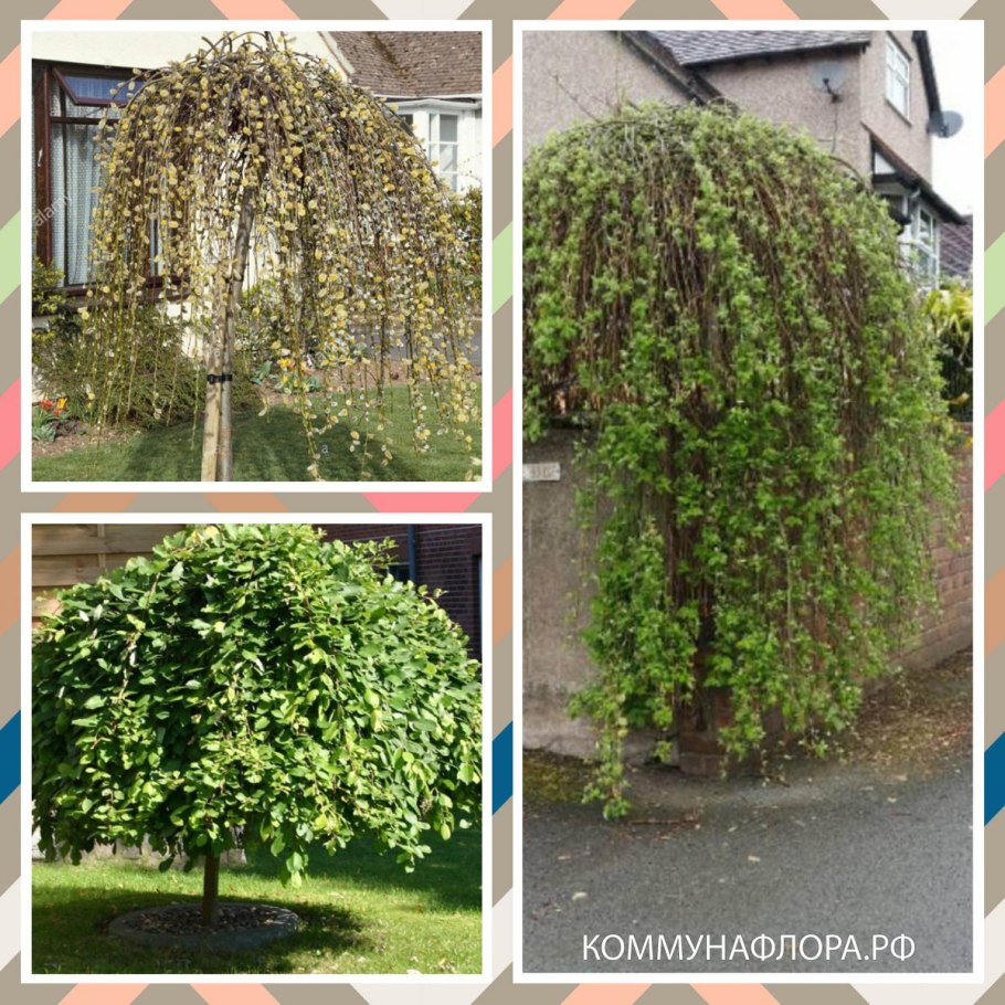 Ива Козья Пендула Килмарнок