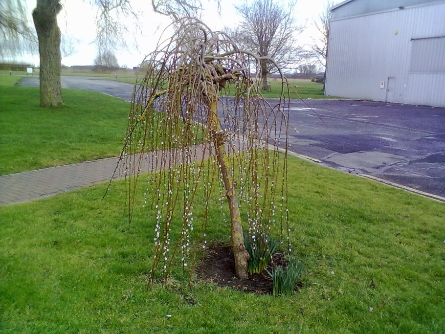 Ива цельнолистная Пендула на штамбе