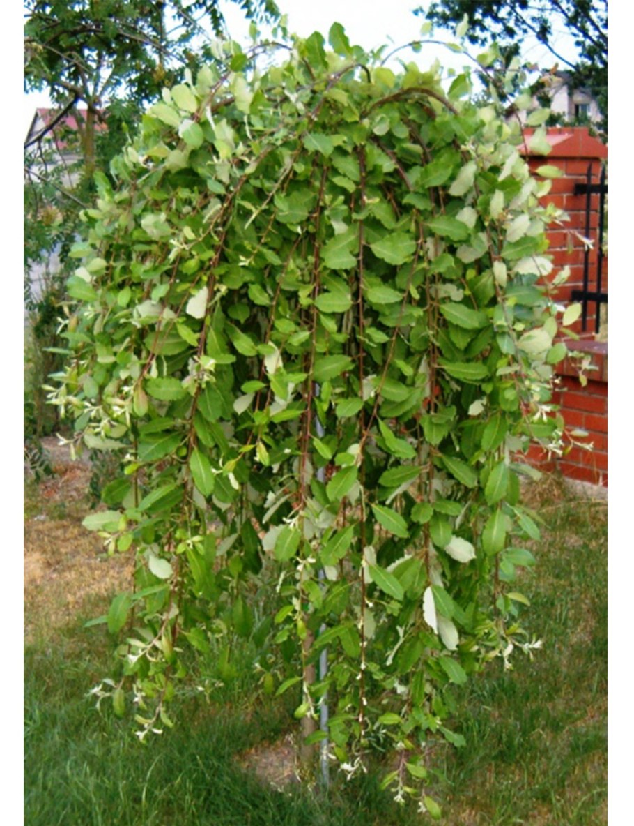 Ива цельнолистная Пендула