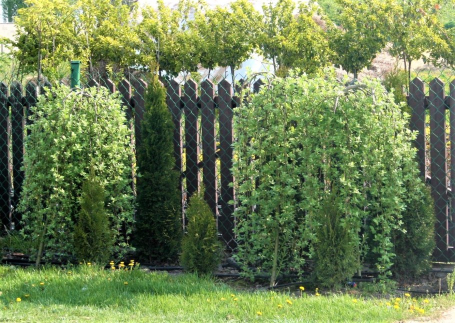 Ива Пендула на штамбе