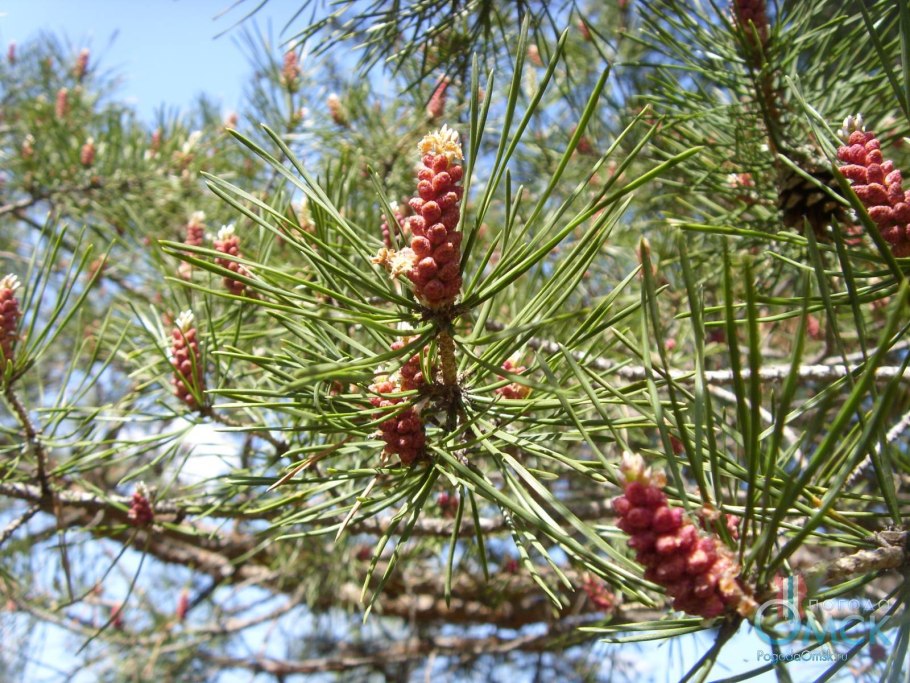 Якутская сосна