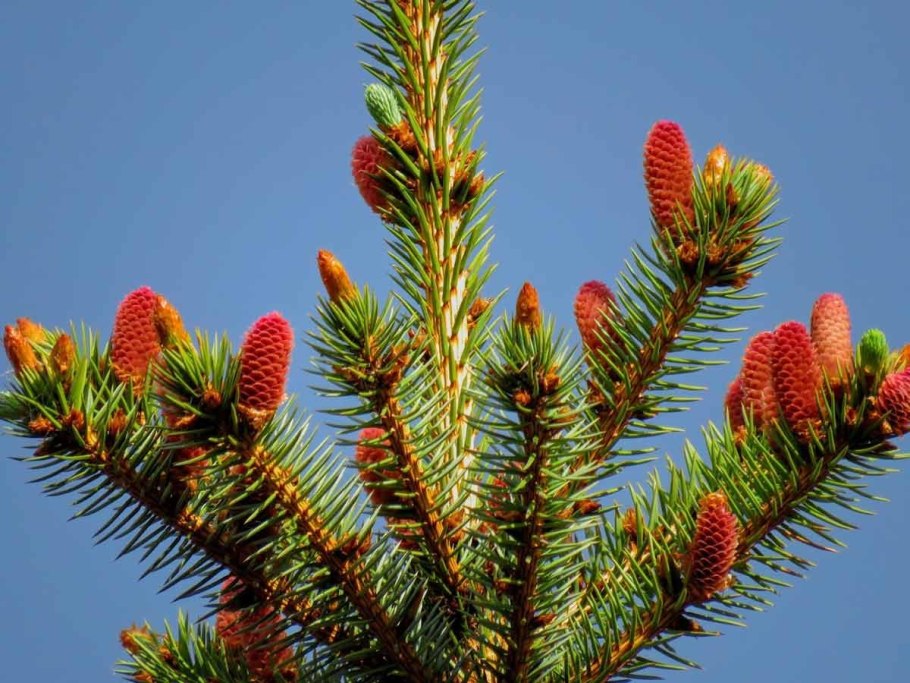 Сосна обыкновенная Пиния