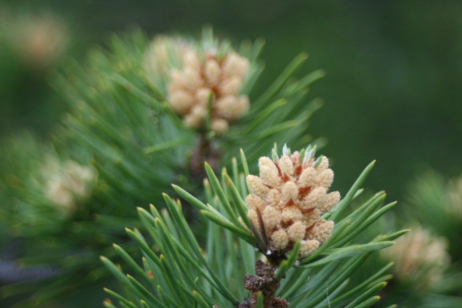 Сосна обыкновенная Pinus Sylvestris