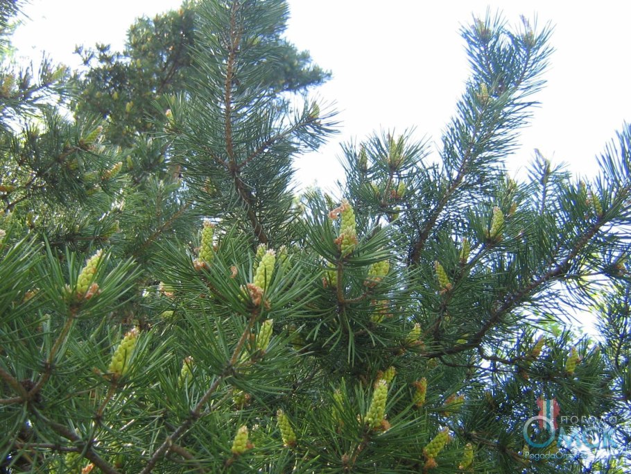 Сосна Ватерери ниваки