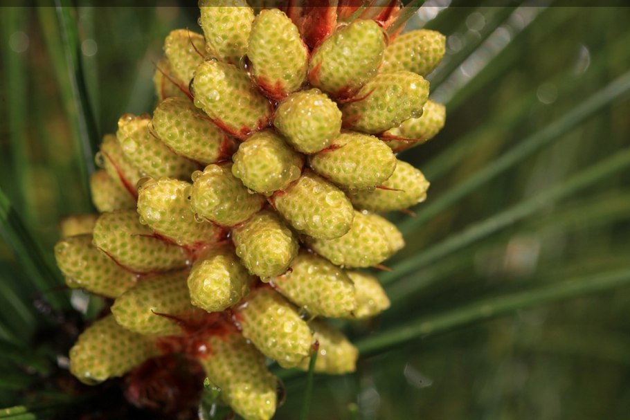 Сосна обыкновенная Pinus Sylvestris l