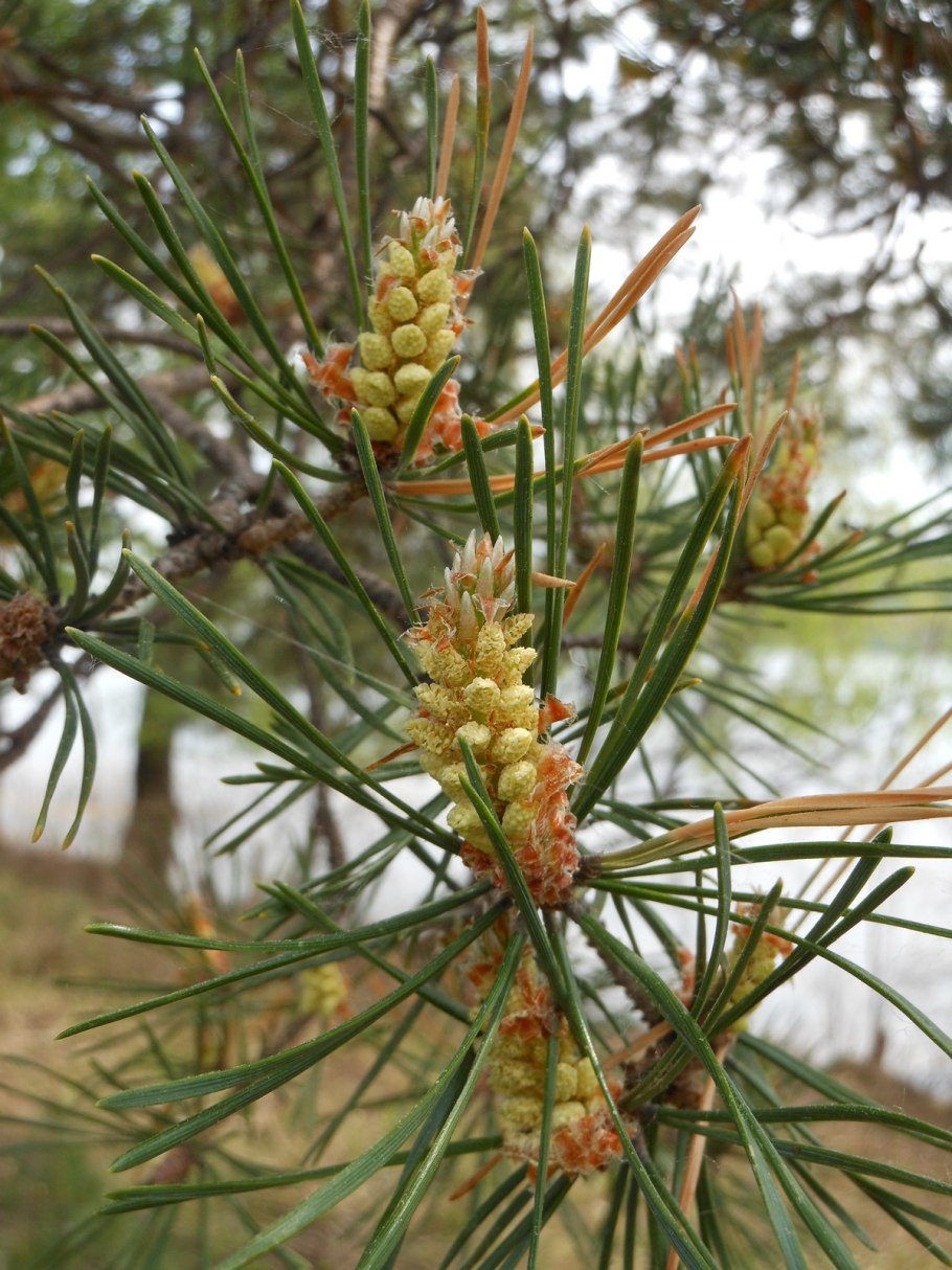 Сосна обыкновенная Хиберника