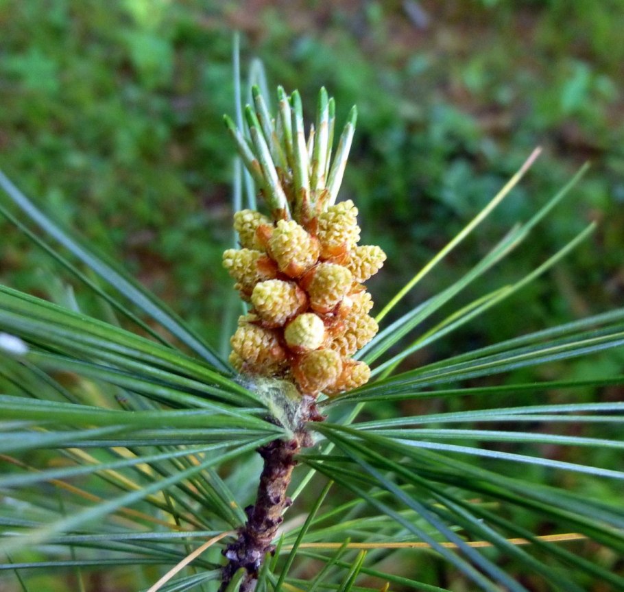 Сосна красная/смолистая (Pinus resinosa)