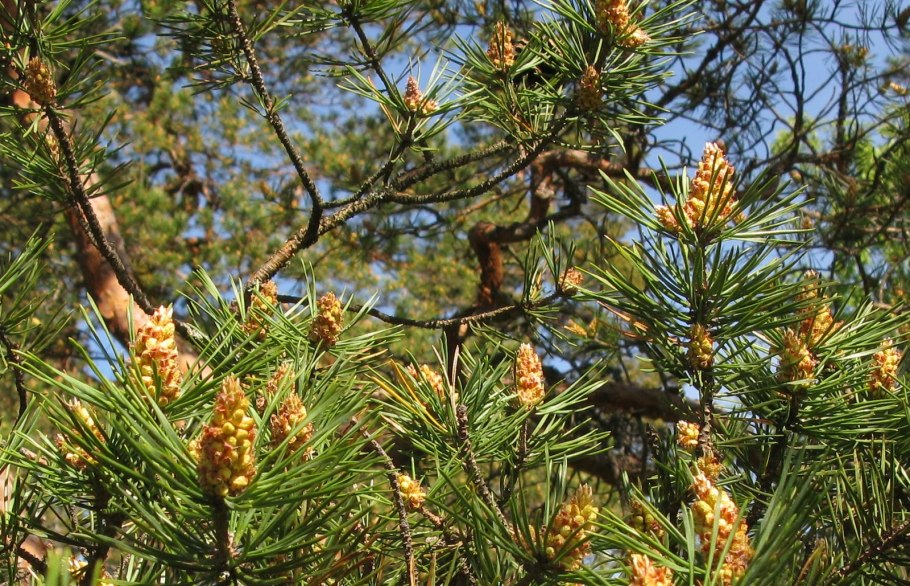 Сосна Кедровая цветение