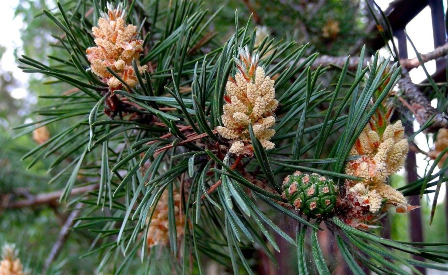 Цветение сосны обыкновенной